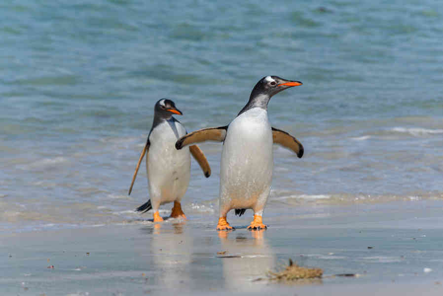 Pingüino Gentoo - islas Falkland o Malvinas 32.jpg